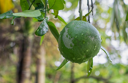 Close up shot of hanging raw pomelo fruit with water drops on the tree
