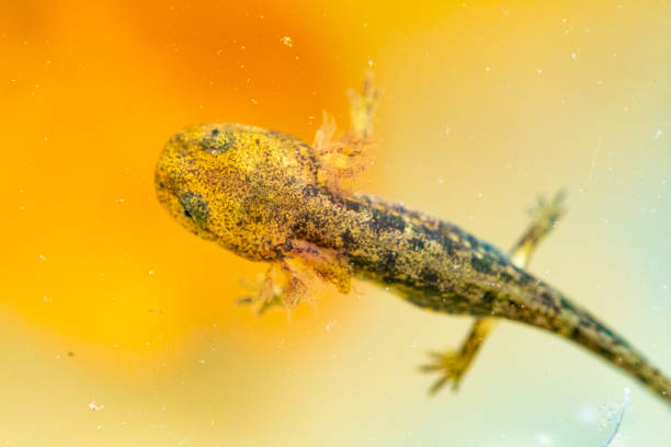 istock Salamandra salamandra juvenile from cenital view 1397936341