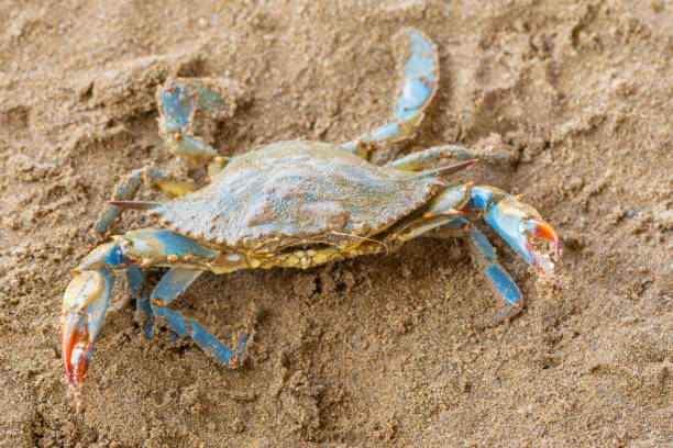 istock Blue Crab (Callinectes sapidus), Atlantic blue crab on the sand, Gava, Barcelona´s beach 1397936342