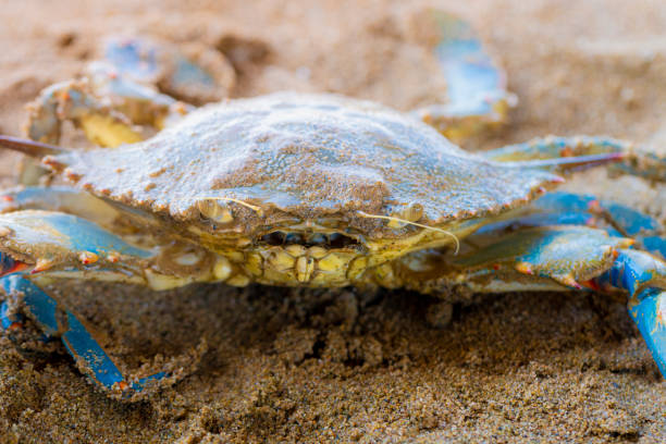 istock Blue Crab (Callinectes sapidus), Atlantic blue crab on the sand, Gava, Barcelona´s beach 1397936343