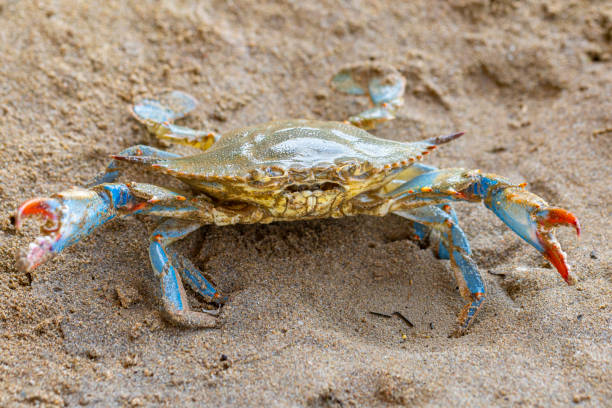 istock Blue Crab (Callinectes sapidus), Atlantic blue crab on the sand, Gava, Barcelona´s beach 1397936344