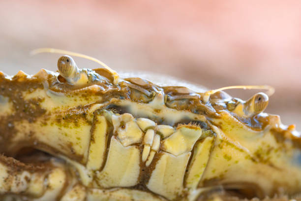 Blue crab, Atlantic blue crab, or regionally as the Chesapeake blue crabPortrait