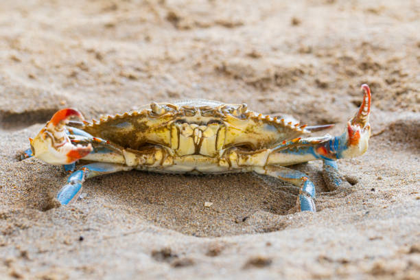 istock Blue Crab (Callinectes sapidus), Atlantic blue crab on the sand, Gava, Barcelona´s beach 1397937586