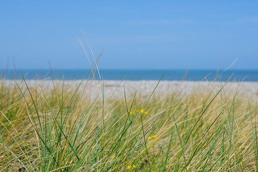 Marram grass in the wind in front of blue sky with cirrus clouds