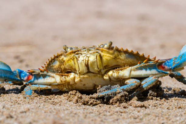 istock Blue Crab (Callinectes sapidus), Atlantic blue crab on the sand, Gava, Barcelona´s beach 1397938247