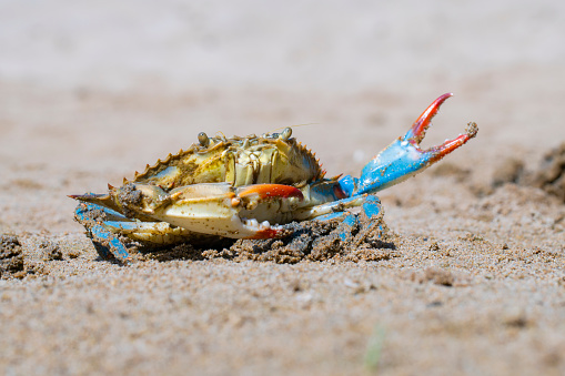 Ghost crab on white sandy beach with blue azure sea background in tropics, wild maldivian nature, travel card