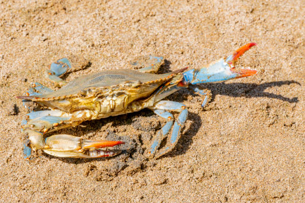 istock Blue Crab (Callinectes sapidus), Atlantic blue crab on the sand, Gava, Barcelona´s beach 1397939111