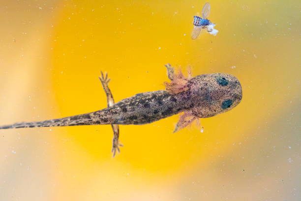 istock Salamandra salamandra juvenile from cenital view 1397940436