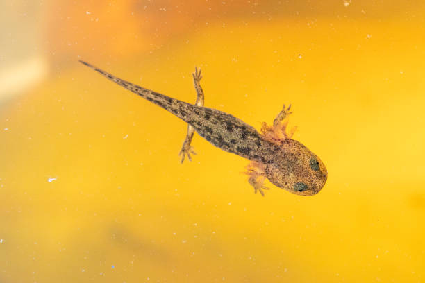 istock Salamandra salamandra juvenile from cenital view 1397940640