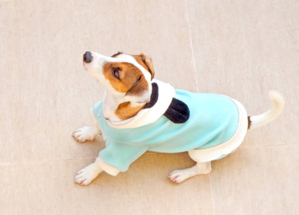 istock Jack Russel Terrier dog playing 1397940960