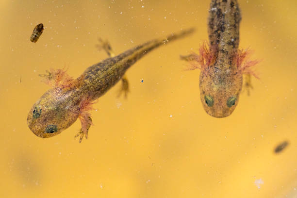 istock Salamandra salamandra juvenile from cenital view 1397941602