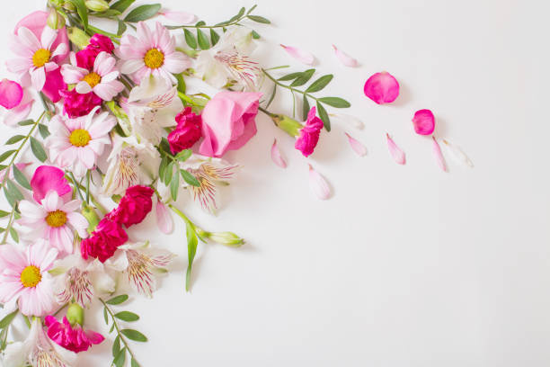 istock beautiful pink and white flowers on white background 1397941685