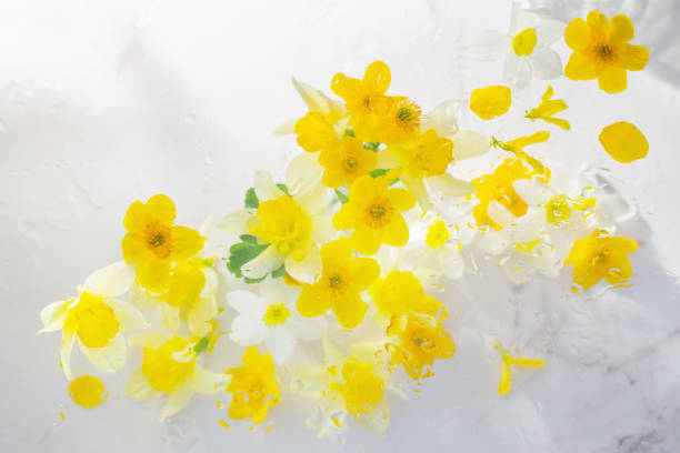 yellow spring flowers with raindrops on white marble background