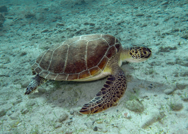 istock Green sea turtle - Chelonia mydas grazing 1397943144