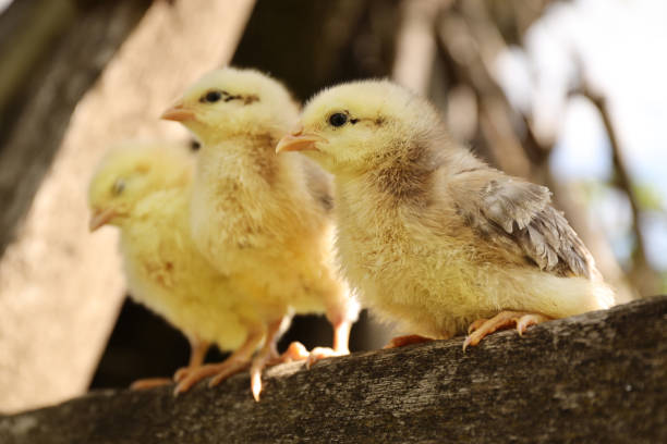 国産鶏肉の3つの小さなふわふわの黄色いひよこ、クローズアップ。選択的な焦点。 - chicken bird close up domestic animals ストックフォトと画像