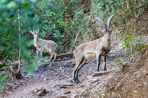 Goat with long horns spoted - animal between the vegetation in the forest, Montserrat mountain, Barcelona.