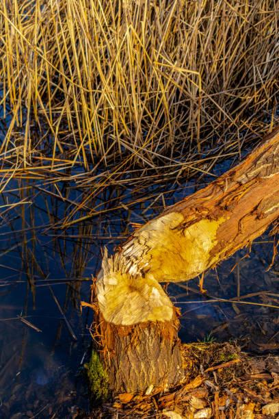 istock Spring walk at Breitungen Lake in glorious sunshine 1397943428