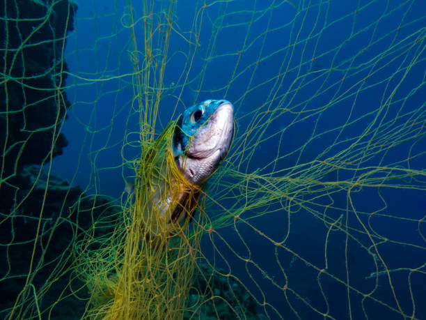 les filets fantômes continuent de tuer les poissons - filet matériel de sport photos et images de collection