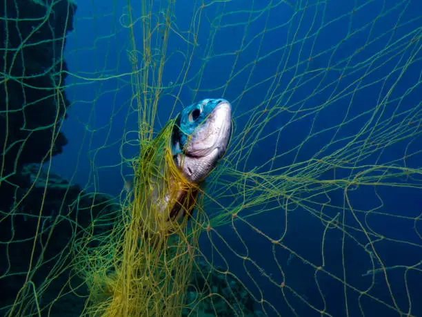 Photo of Ghost nets continue to kill fish