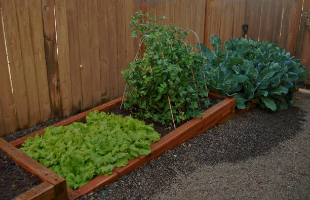 istock Close up of garden beds 1397943542