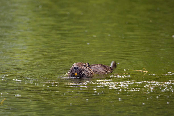 istock Close- up of a nutria 1397944468