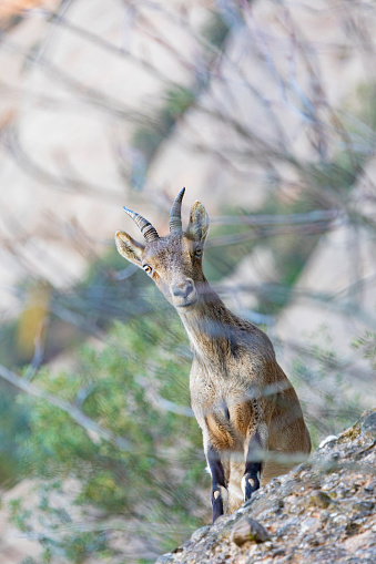 Goat with long horns spoted - animal between the vegetation in the forest, Montserrat mountain, Barcelona.