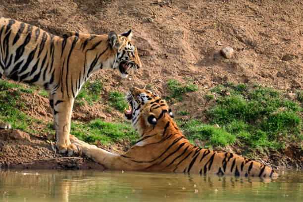 istock Tigress and her cub 1397945008