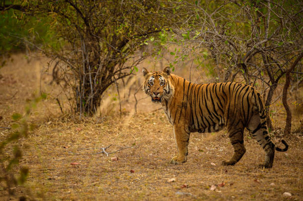 istock Male Tiger in Jungle 1397945024