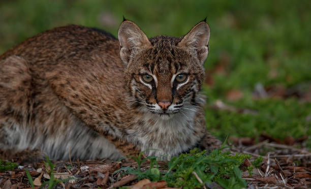 istock Bobcat in Southern Florida 1397946530