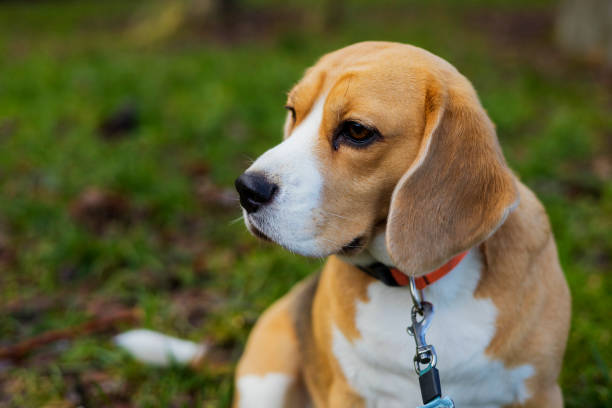istock A Beagle dog looks thoughtfully into the distance. 1397946683