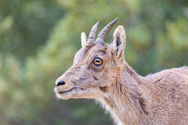 istock Capra pyrenaica hispanica - Iberian ibex in Montserrat 1397949917