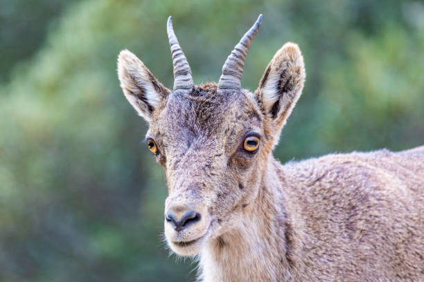 istock Capra pyrenaica hispanica - Iberian ibex in Montserrat 1397950076