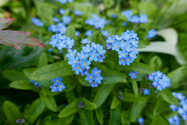 myosotis sylvatica in fiore - myosotis sylvatica foto e immagini stock