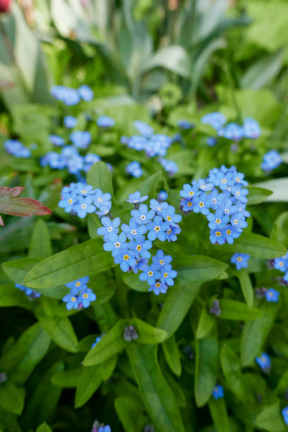 myosotis sylvatica in fiore - myosotis sylvatica foto e immagini stock