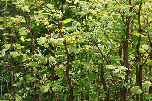 A view of a large area of Japanese knotweed plants