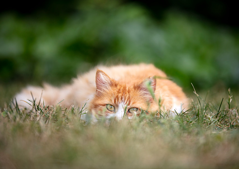 ginger-white cat lying on the grass