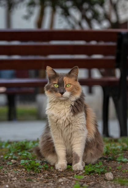 istock cat on the garden 1397951882