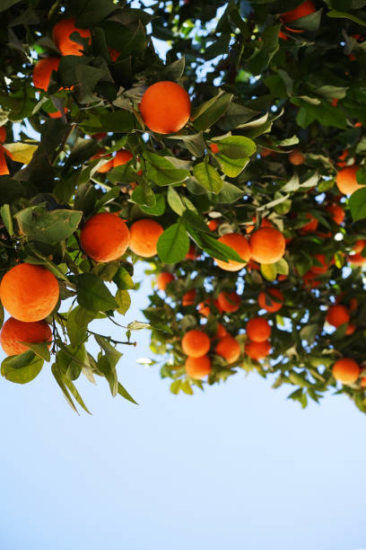 istock Detail of an orange tree 1397952263