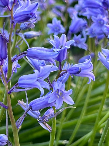 Bluebells in bloom