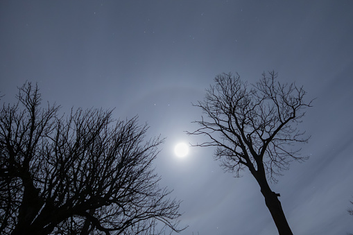 Silhouettes of trees against the background of the lunar halo in the sky
