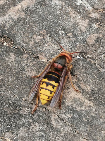 Closeup on a worker Asian long legged predatory hornet, Vespa velutina sitting on a piece of wood in Southern France