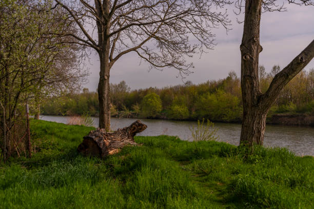 A peaceful river winds through a dense, green forest, with overhanging trees casting gentle shadows on the water. The stillness of the scene is enhanced by the rich foliage and a single, partially submerged log in the middle of the river. The setting conveys calm, natural beauty and untouched wilderness.