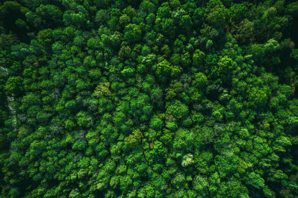 istock Lush Green Foliage in Forest at Spring or Summer 1397955182