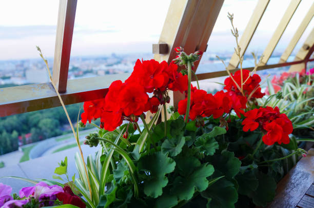 istock Red pelargonium flowers beside the window 1397956129