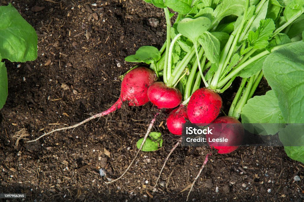 Freshly picked radish in a greenhouse, lies on the ground. Radish harvest. The concept of growing your vegetables in a greenhouse in your garden. The concept of food self-sufficiency. Radish Stock Photo