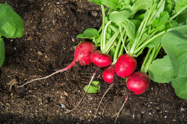 Freshly picked radish in a greenhouse, lies on the ground. Radish harvest. The concept of growing your vegetables in a greenhouse in your garden. The concept of food self-sufficiency. stock photo
