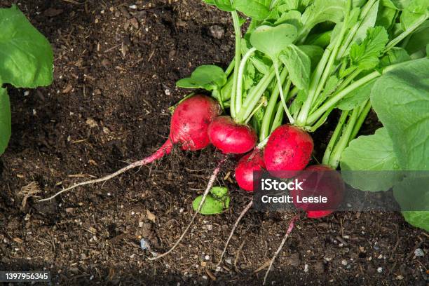 Freshly Picked Radish In A Greenhouse Lies On The Ground Radish Harvest The Concept Of Growing Your Vegetables In A Greenhouse In Your Garden The Concept Of Food Selfsufficiency Stock Photo - Download Image Now