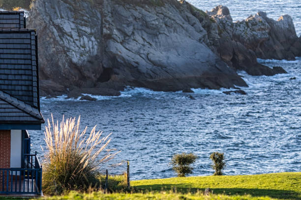 Pampas grass (Cortaderia selloana) bushes in the Bay of Biscay