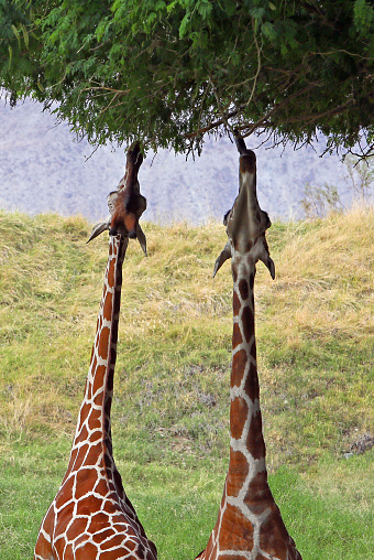 A pair of giraffes reaching for food in a tree.