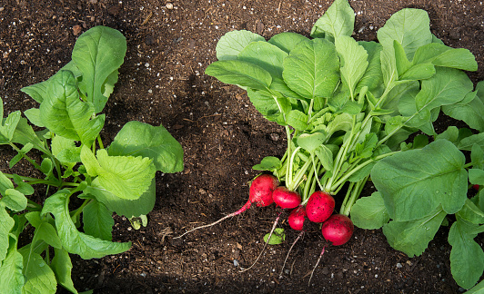 Freshly picked radish in a greenhouse, lies on the ground. Radish harvest. The concept of growing your vegetables in a greenhouse in your garden. The concept of food self-sufficiency.
